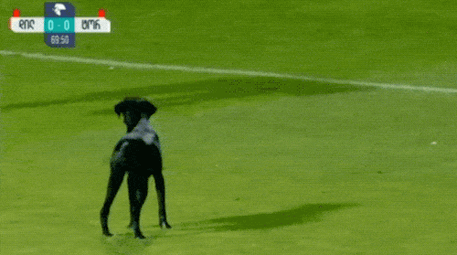 Animals Invading The Field (17 gifs)