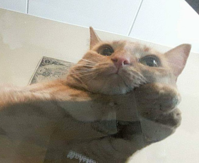 Cats On Glass Tables (20 pics)