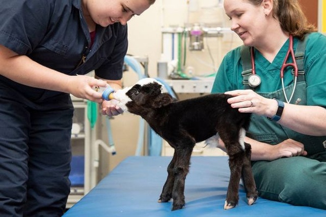 Lil’ Bill Is The Smallest Calf In The World (5 pics)