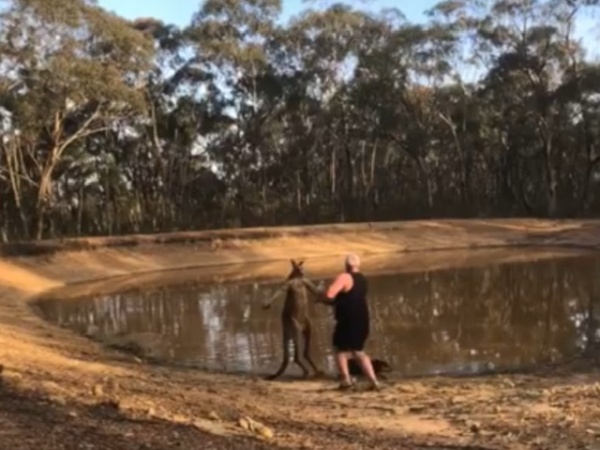 Guy Tries To Fight Kangaroo Messing With His Dogs