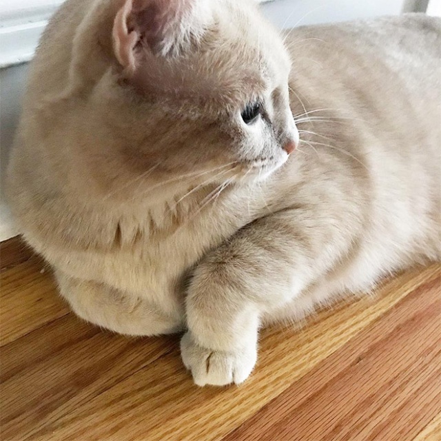 This Is Floofen (20 pics)