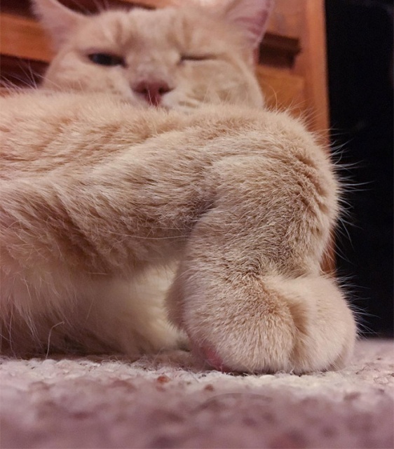 This Is Floofen (20 pics)
