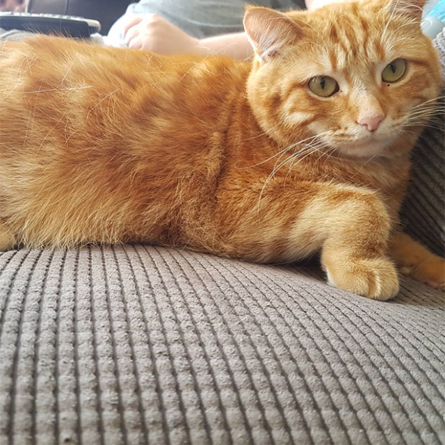 This Is Floofen (20 pics)