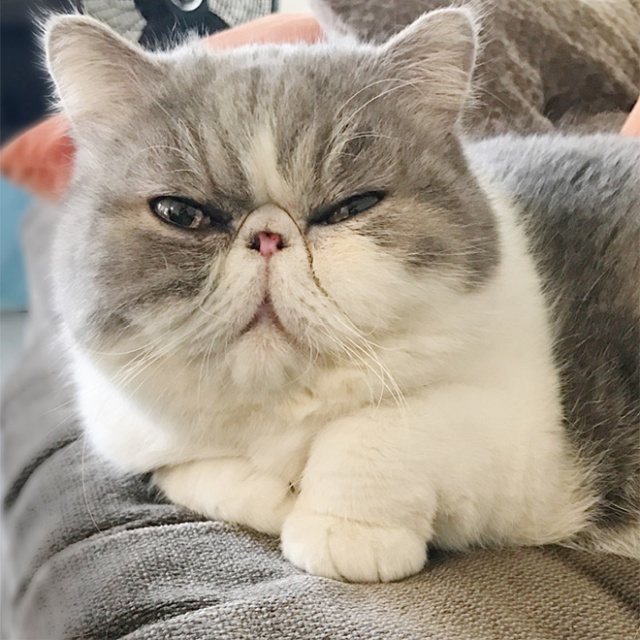 This Is Floofen (20 pics)