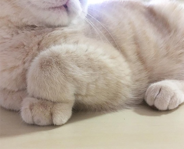 This Is Floofen (20 pics)