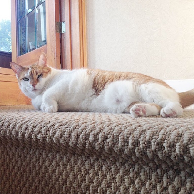 This Is Floofen (20 pics)