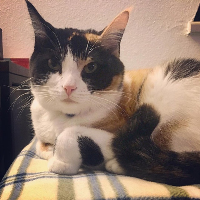 This Is Floofen (20 pics)