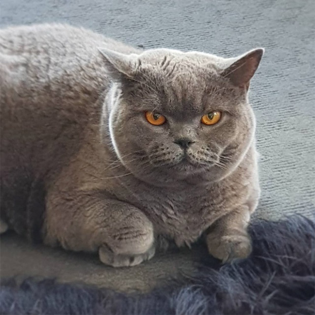 This Is Floofen (20 pics)