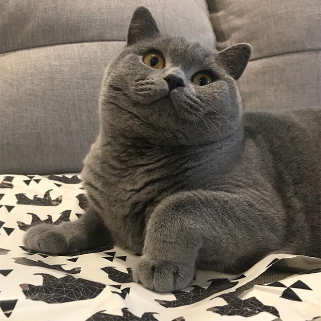 This Is Floofen (20 pics)