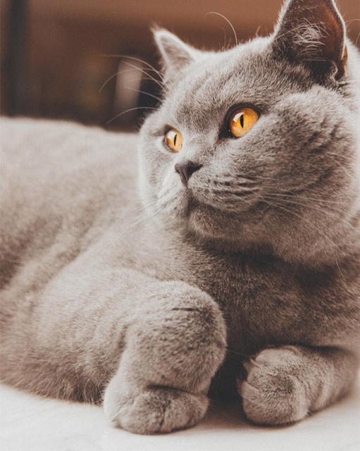 This Is Floofen (20 pics)