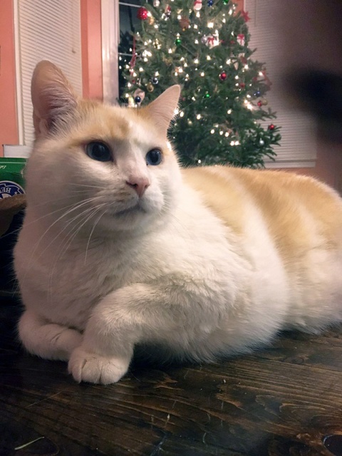 This Is Floofen (20 pics)