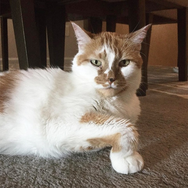 This Is Floofen (20 pics)