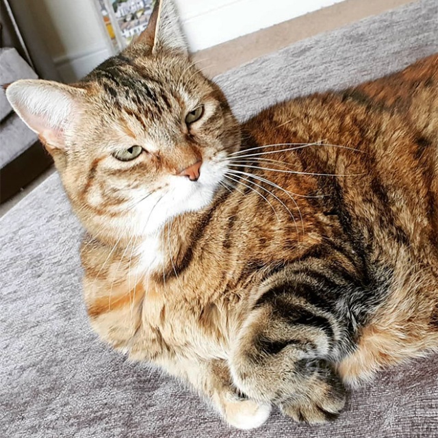 This Is Floofen (20 pics)