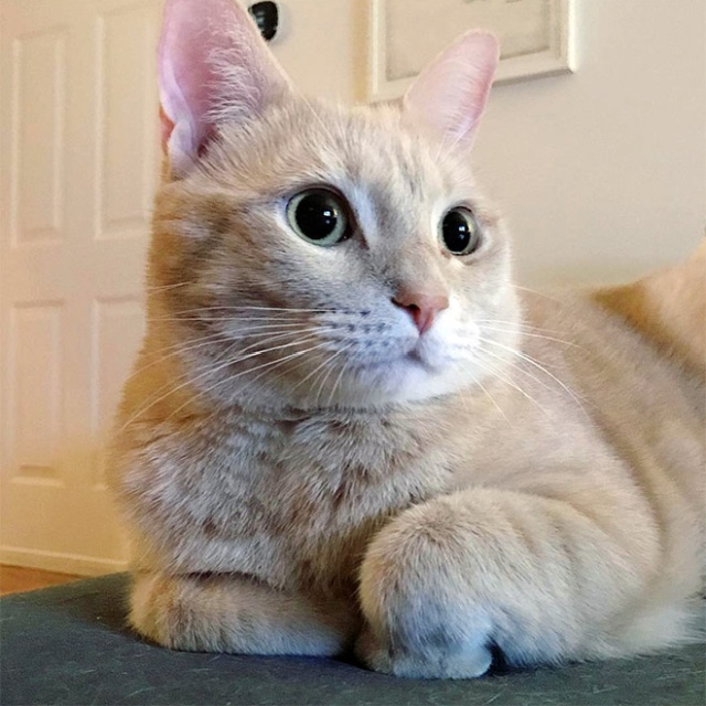 This Is Floofen (20 pics)