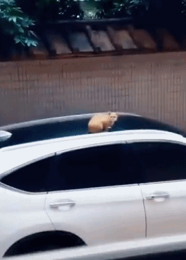 Acid Gifdump, December 12 (25 gifs)