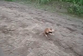 Acid Gifdump, December 12 (25 gifs)