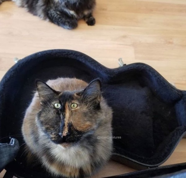 Photoshopped Pets (31 pics)