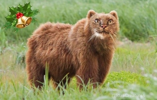 Photoshopped Pets (31 pics)