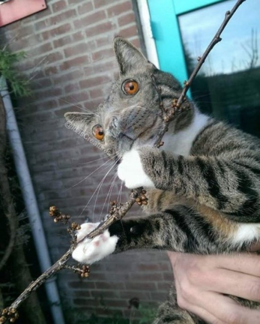 Photoshopped Pets (31 pics)