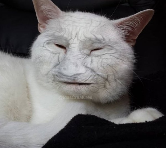Photoshopped Pets (31 pics)