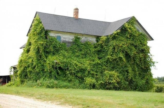 Acid Picdump (100 pics)