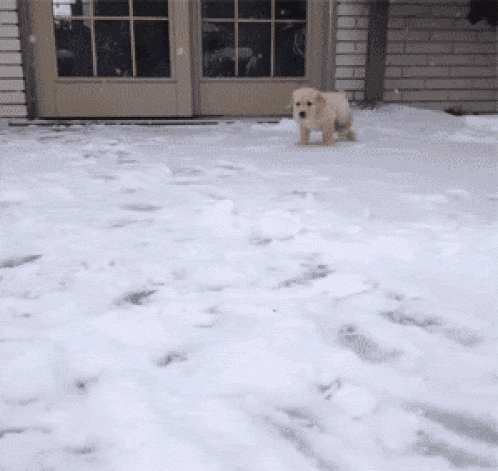 Beautiful derpy dogs that just heckin’ love the snow (17 gifs)