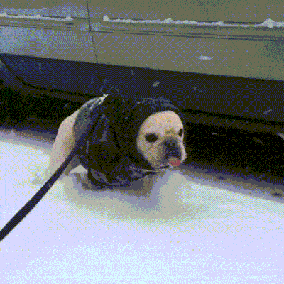 Beautiful derpy dogs that just heckin’ love the snow (17 gifs)