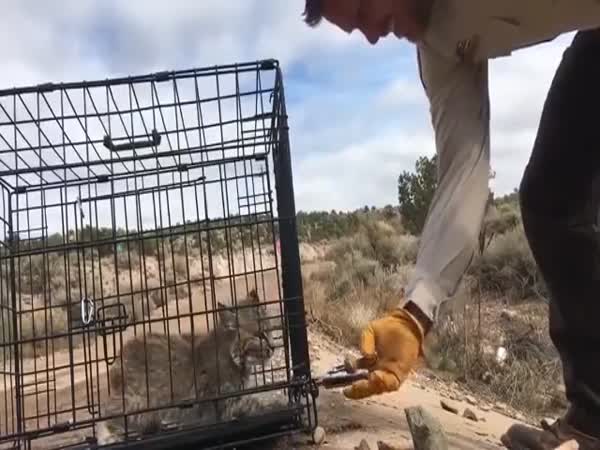 The Most Savage Bobcat Kitten In The World Is Now Free