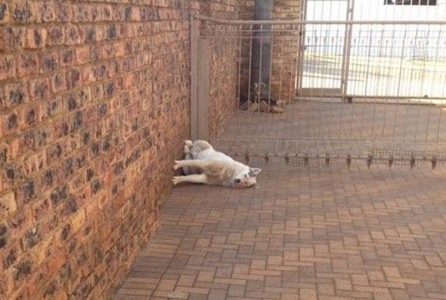 Broken Dogs (23 pics)