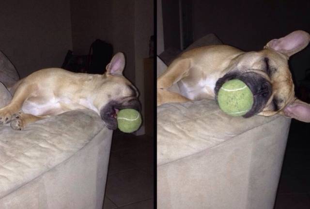 Broken Dogs (23 pics)