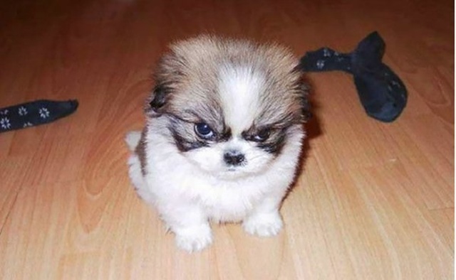 Grumpy Animals (36 pics)