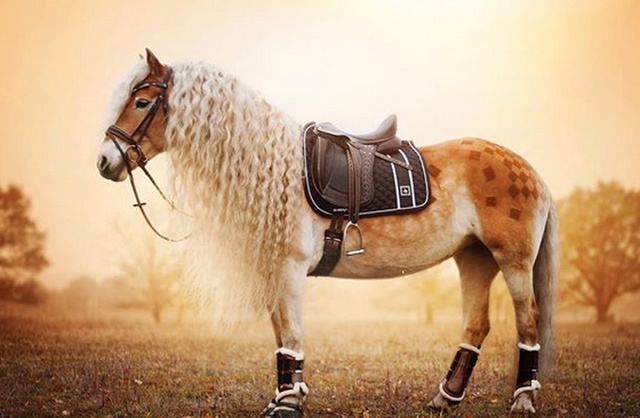 Rapunzel Of Horses (15 pics)