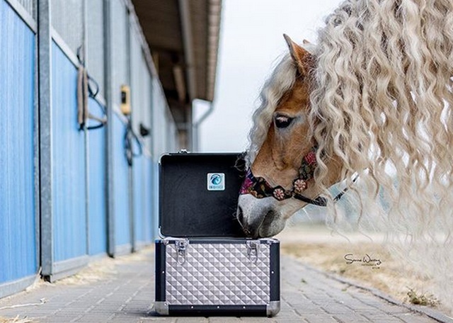 Rapunzel Of Horses (15 pics)