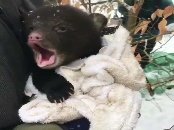 Even The Bear Is Freezing