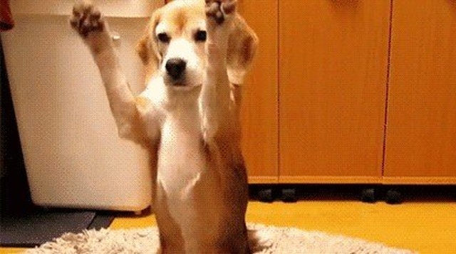 Talented Dogs (15 gifs)
