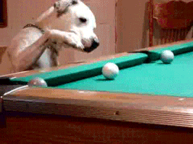 Talented Dogs (15 gifs)