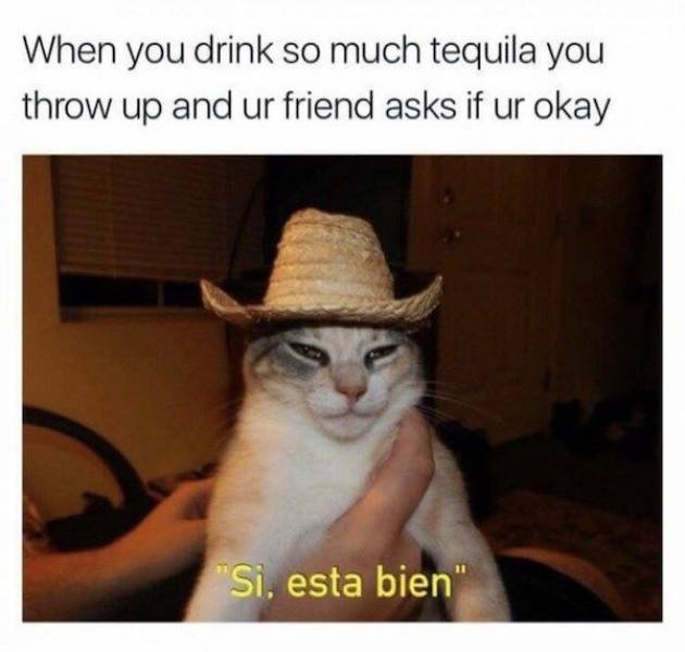 What Happens If You Drink Too Much (47 pics)