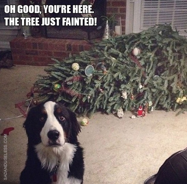 Pets vs. Christmas Trees (21 pics)