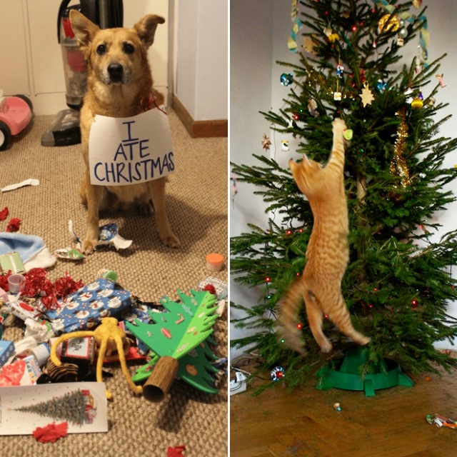 Pets vs. Christmas Trees (21 pics)