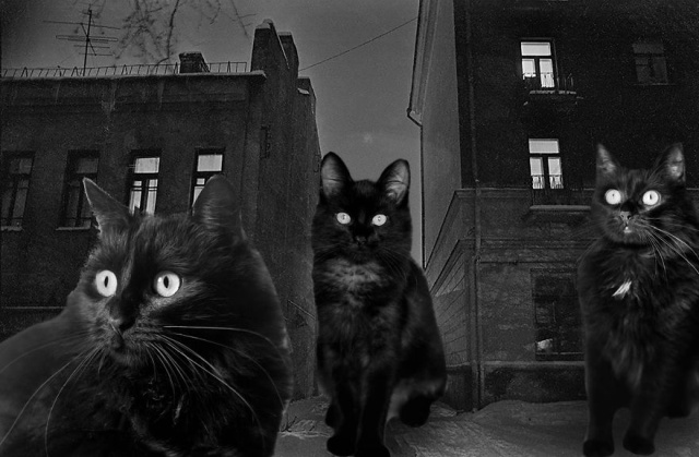 Cats Photoshopped Into New Year’s Photos From The Former USSR (10 pics)