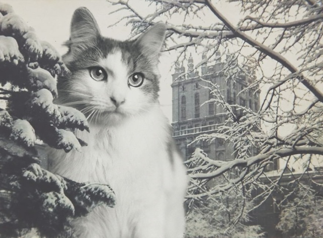 Cats Photoshopped Into New Year’s Photos From The Former USSR (10 pics)