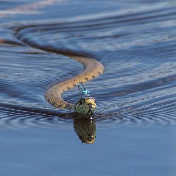 Acid Picdump (96 pics)