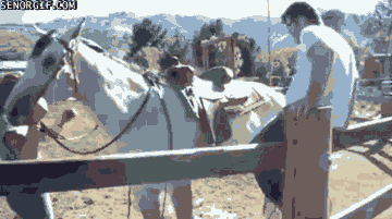 Animated Fails (17 gifs)