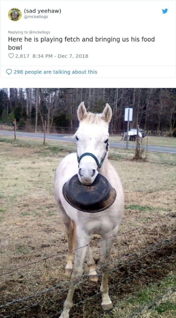 ‘Tango’ The Horse Is Very Smart (14 pics)