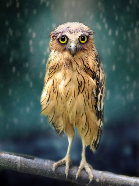 Owls Judge You (20 pics)