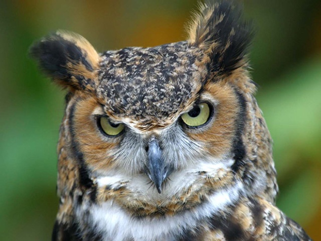 Owls Judge You (20 pics)