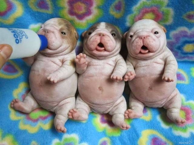 Acid Picdump (99 pics)
