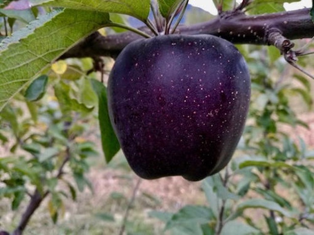 Black Diamond Apples (5 pics)
