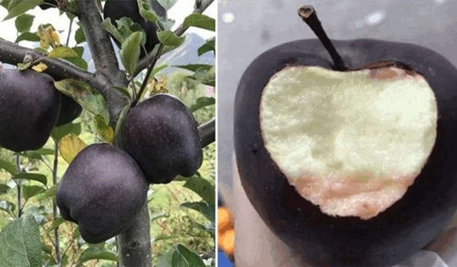 Black Diamond Apples (5 pics)