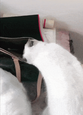 Acid Gifdump, December 21 (25 gifs)